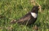 Ring Ouzel at Hadleigh Downs (Paul Griggs) (58699 bytes)